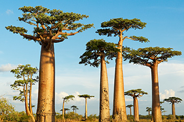 馬達(dá)加斯加沃赫馬機(jī)場三字代碼(VOH),沃赫馬機(jī)場(Vohimarina airport)四字碼,馬達(dá)加斯加機(jī)場三字碼查詢